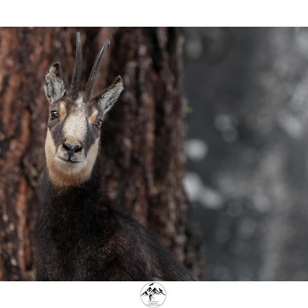 Appartamento Lo Bou Valsavarenche Exterior foto
